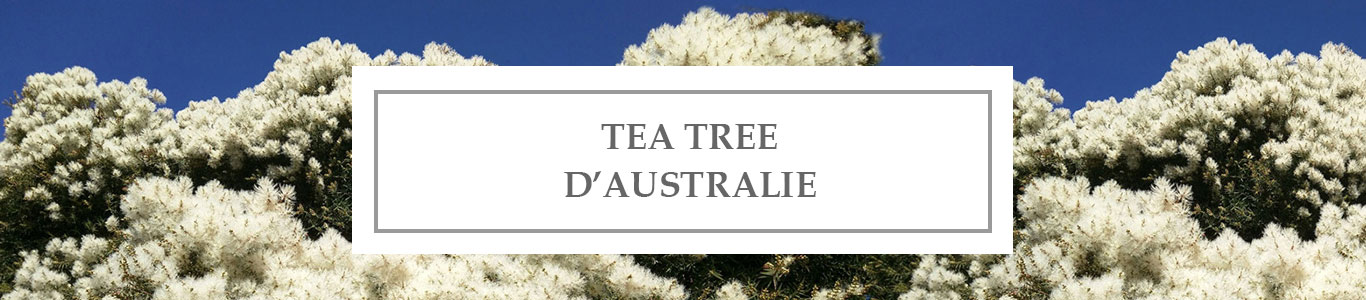 HE Tea Tree d&rsquo;Australie