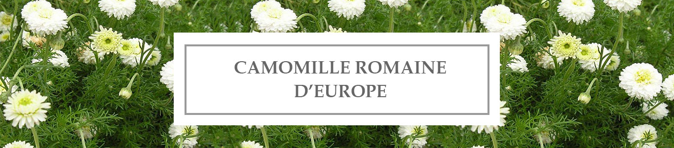 HE Camomille Romaine d&rsquo;Europe