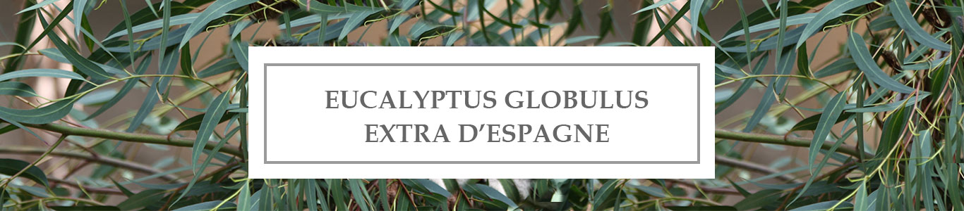 HE Eucalyptus Globulus Extra d&rsquo;Espagne
