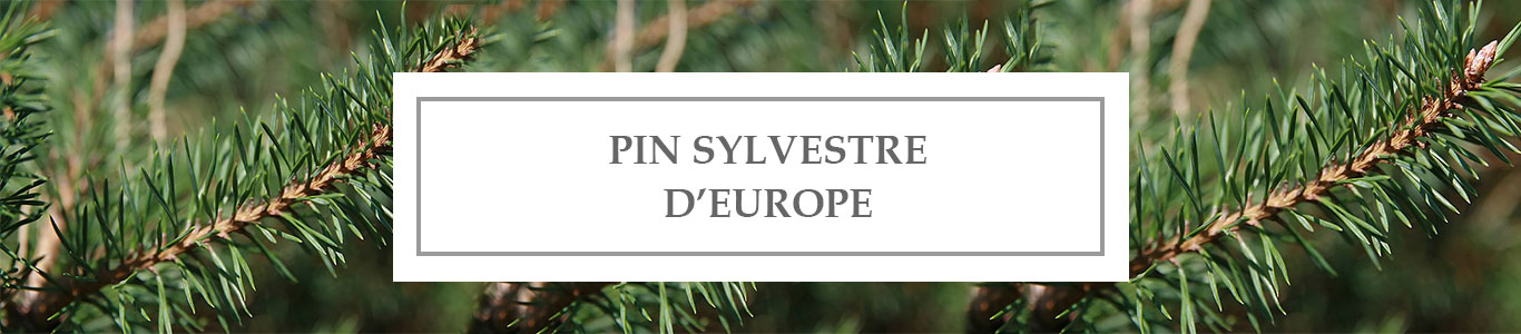 HE Pin Sylvestre d&rsquo;Europe