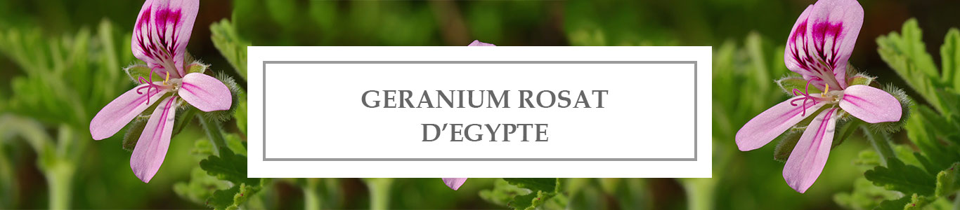 HE Géranium Rosat d&rsquo;Egypte